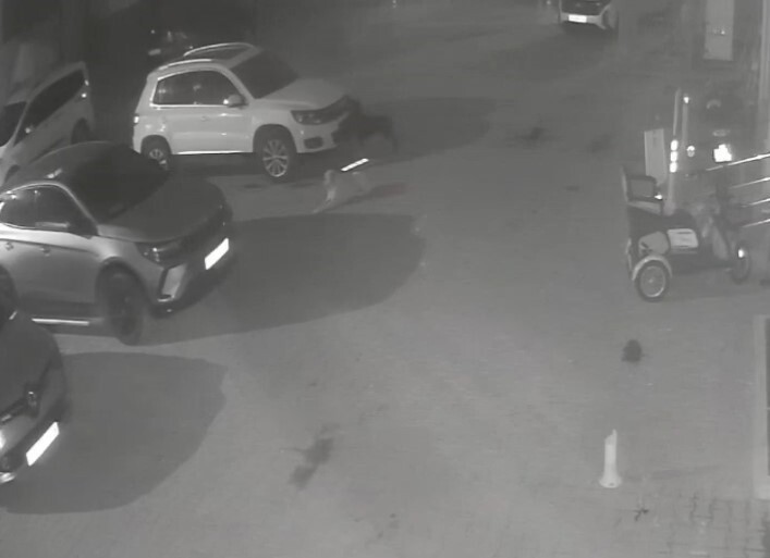 KASTAMONU’NUN CİDE İLÇESİNDE SOKAK KÖPEKLERİ, ÜÇ AY İÇERİSİNDE İKİNCİ KEZ BİR ARACA ZARAR...