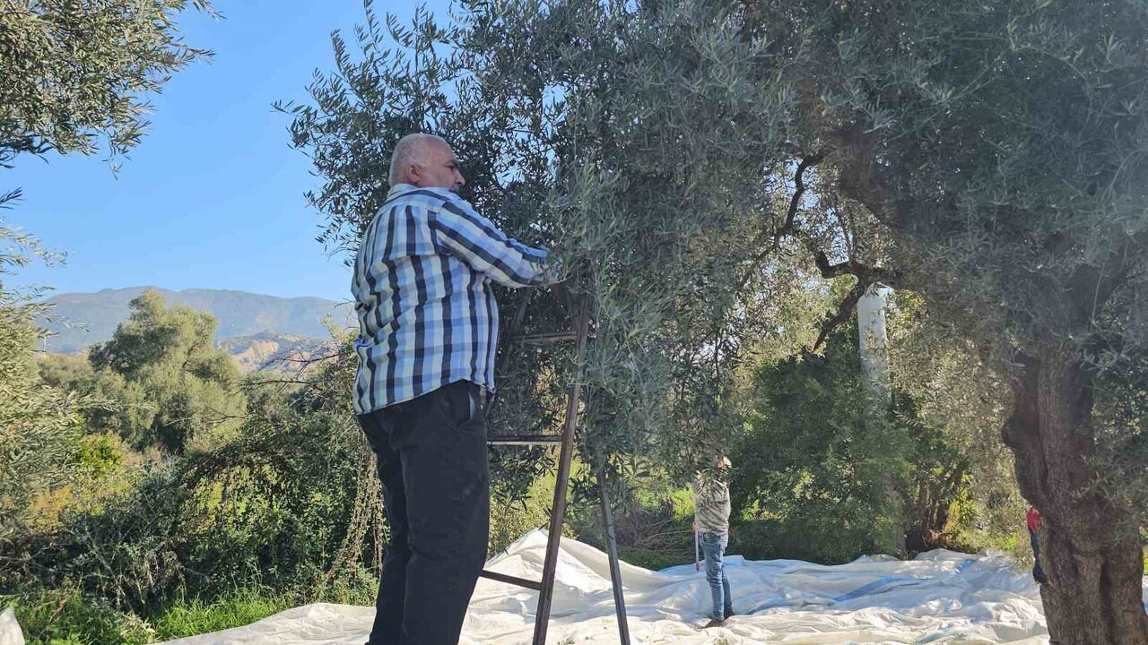 KAYMAKAM KAN, ZEYTİN HASADINA KATILDI