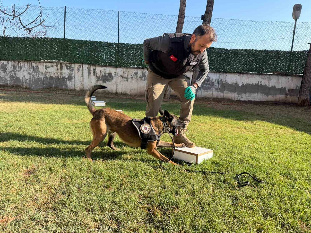 KENTTE UYUŞTURUCU TACİRLERİNİN KORKULU RÜYASI HALİNE GELEN İKİ NARKOTİK KÖPEĞİ, YAPTIKLARI...