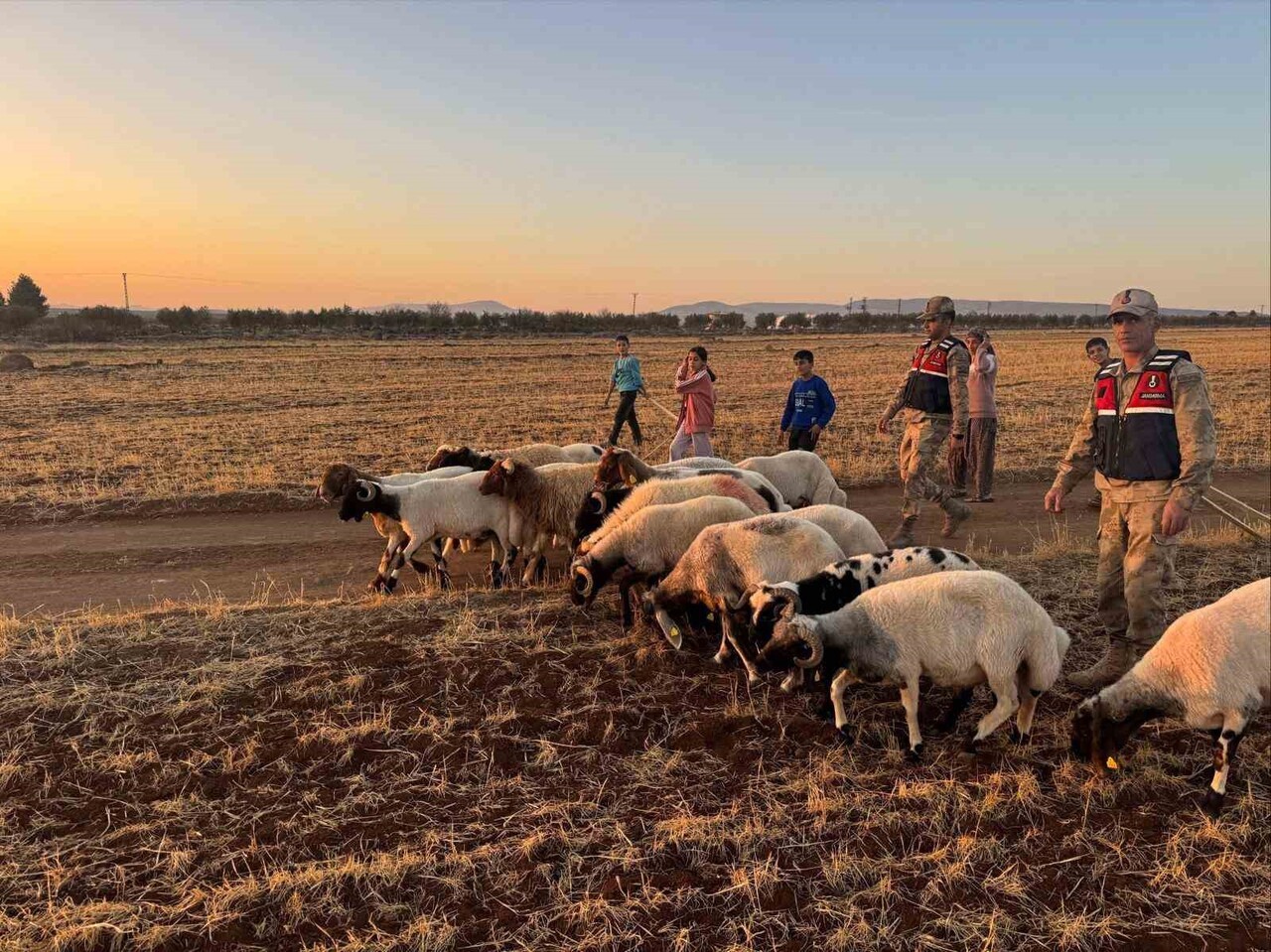 KİLİS’TE KAYBOLAN 19 KÜÇÜKBAŞ HAYVAN JANDARMA TARAFINDAN BULUNDU