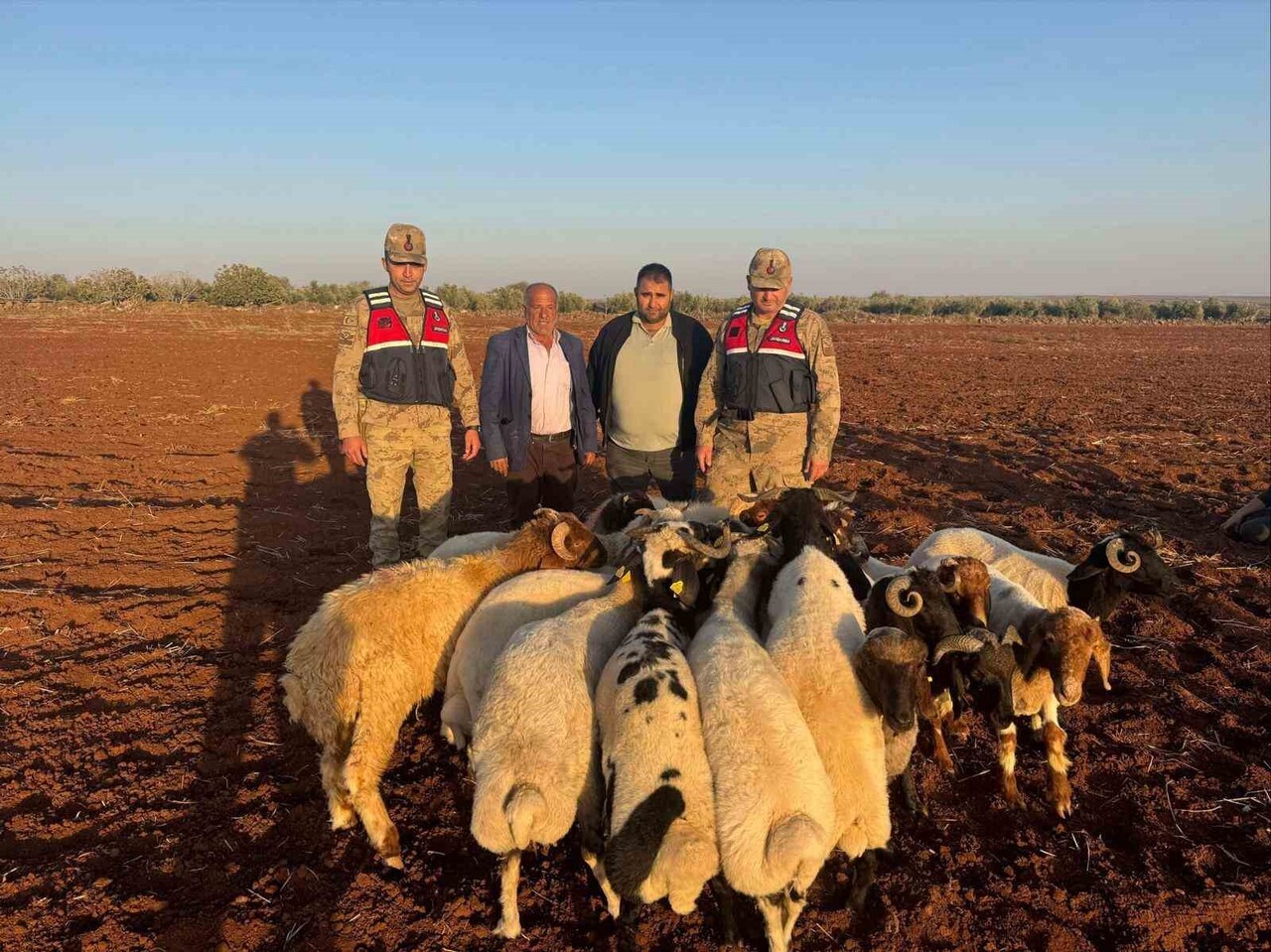 KİLİS’TE KAYBOLAN 19 KÜÇÜKBAŞ HAYVAN JANDARMA TARAFINDAN BULUNDU
