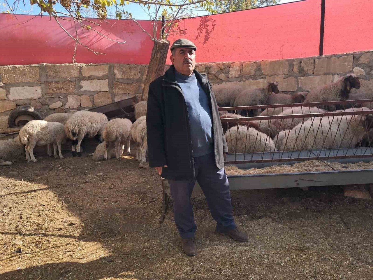 KİLİS’TE KURT SALDIRISI: 3 HAYVAN TELEF OLDU