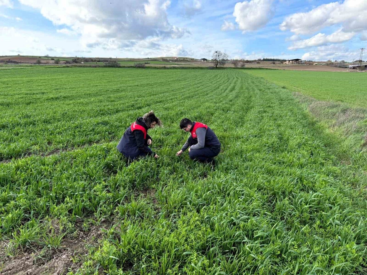 KIRKLARELİ TARIM VE ORMAN MÜDÜRLÜĞÜ TEKNİK EKİPLERİ,  "KALİTELİ KABA YEM ÜRETİMİNİN ARTTIRILMASI...