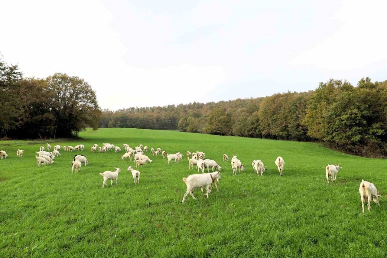 KOCAELİ'DE HAYVANCILIĞI DESTEKLEMEK AMACIYLA VERİLEN HİBELİ TOHUMLAR, İZMİT KIRSALINI VERİMLİ...