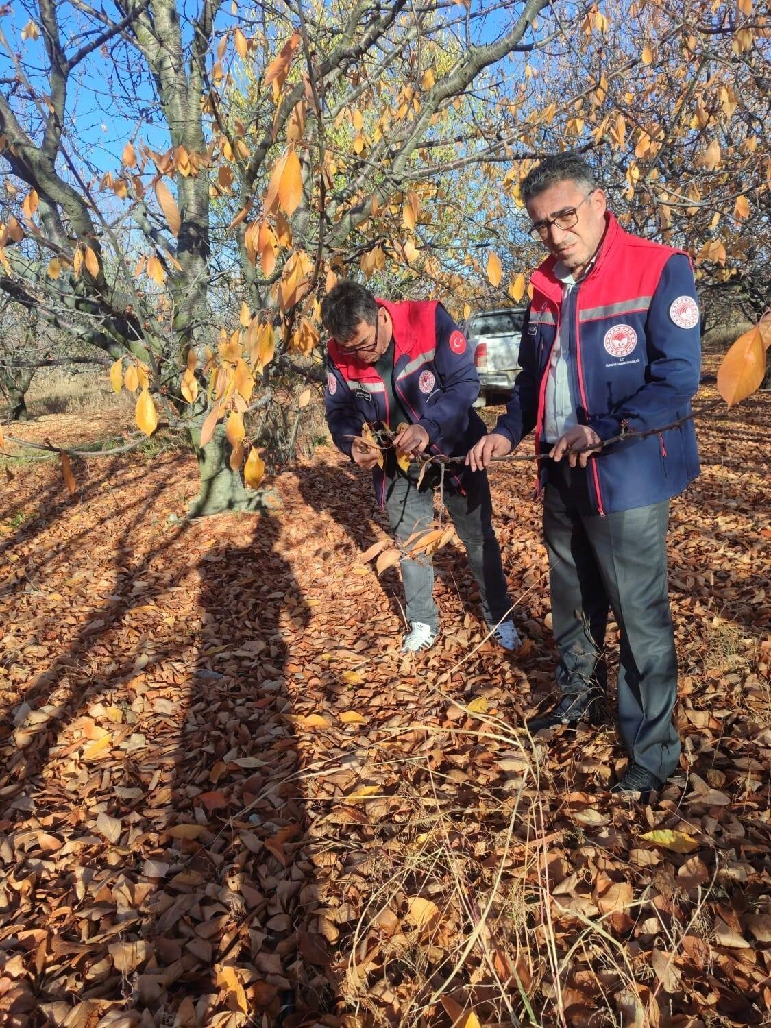 KONYA’NIN AKŞEHİR İLÇE TARIM VE ORMAN MÜDÜRLÜĞÜ TEKNİK PERSONELİ BÖLGEDEKİ KİRAZ BAHÇELERİNDE SAHA...