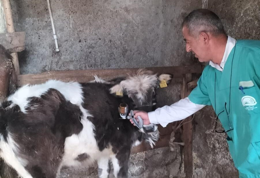 KONYA’NIN BEYŞEHİR İLÇESİNDE BÜYÜKBAŞ HAYVANLARDA ŞAP (SAT 1) RAPEL AŞILAMA ÇALIŞMALARINA...