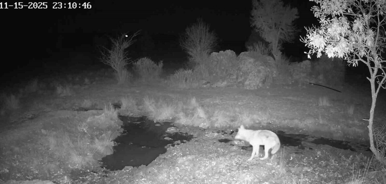 KONYA’NIN BEYŞEHİR İLÇESİNDE YAŞAYAN FOTOĞRAF TUTKUNU SELMAN SAYIN, DOĞADA KURDUĞU FOTOKAPANLA...
