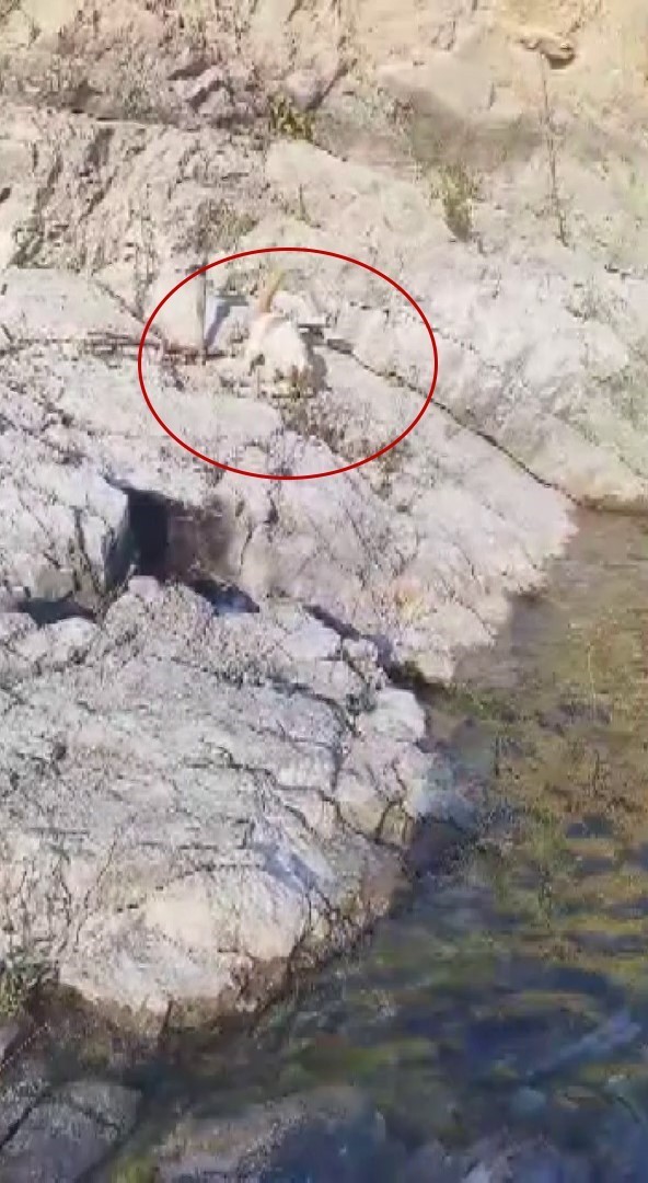 MALATYA'NIN ARAPGİR İLÇESİNDE GÖLETTE AVLANAN AMATÖR BALIKÇI YAKALADIĞI BALIĞI, BÖLGEDE AÇ OLDUĞU...