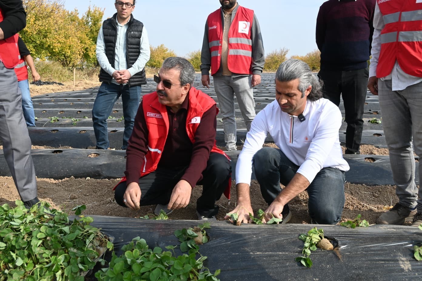 MALATYA’DA ÇİLEK YETİŞTİRİCİLİĞİNDE HİBE DESTEKLİ PROJE BAŞLADI