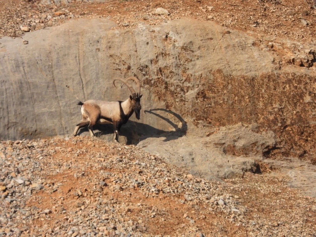 MALATYA’DA DAĞ KEÇİLERİ GÖRÜNTÜLENDİ
