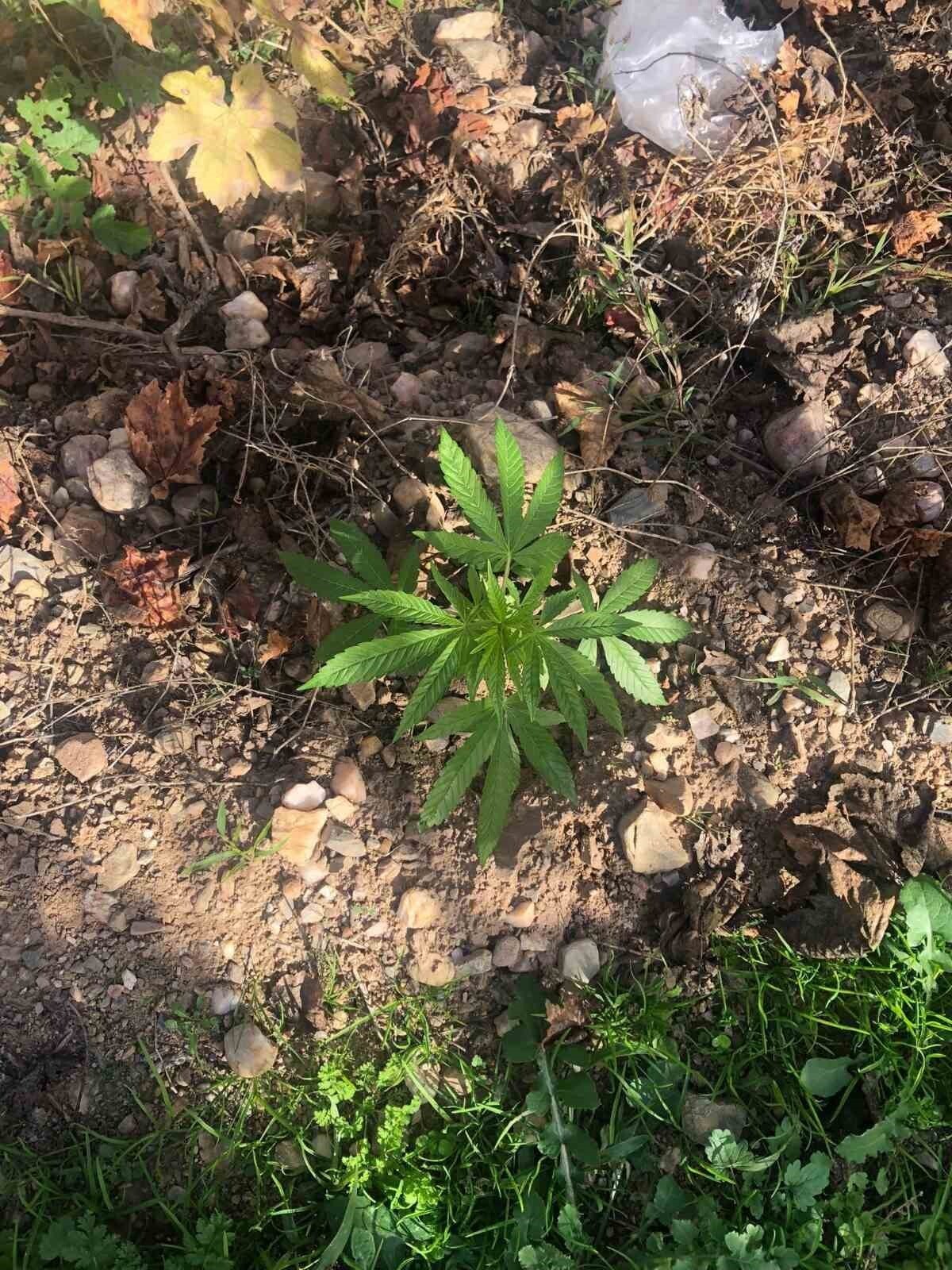 MANİSA’NIN SALİHLİ İLÇESİNDE JANDARMA EKİPLERİ, ÜZÜM BAĞINA EKİLMİŞ 7 KÖK KENEVİR BİTKİSİ ELE...