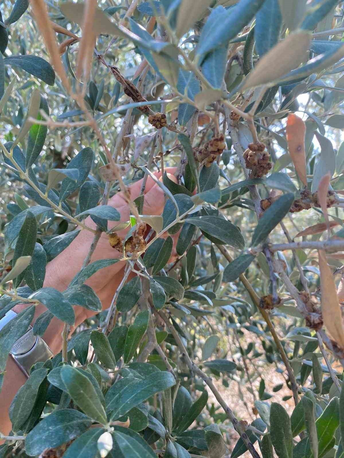 MANİSA’NIN SALİHLİ İLÇESİNDEKİ TARIM VE ORMAN MÜDÜRLÜĞÜ, ZEYTİN HASADINI TAMAMLAYAN ÜRETİCİLERE...