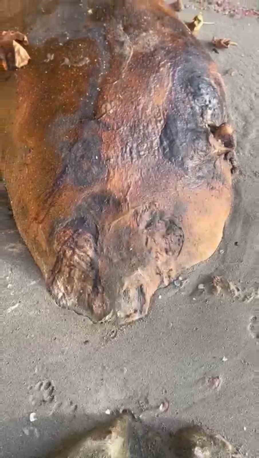 MARMARA DENİZİ’NDEN TEKİRDAĞ’IN SÜLEYMANPAŞA İLÇESİ BEYAZKÖY MEVKİİNDE KIYIYA VURAN VE ÇÜRÜMEYE...