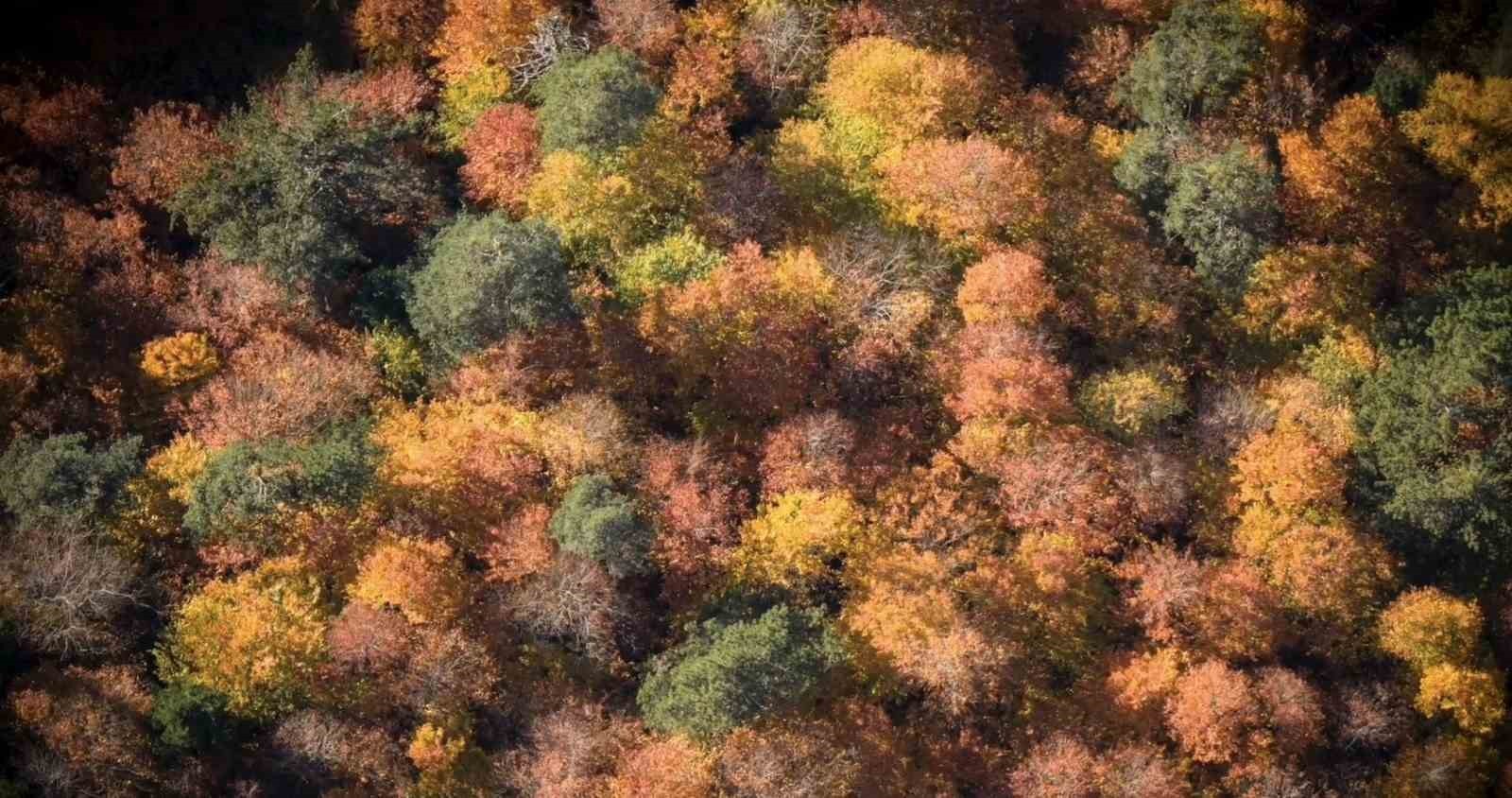 MENGEN İLÇESİNDE SONBAHAR RENKLERİNE BÜRÜNEN ORMANLIK ALANLAR KARTPOSTALLIK MANZARALAR...