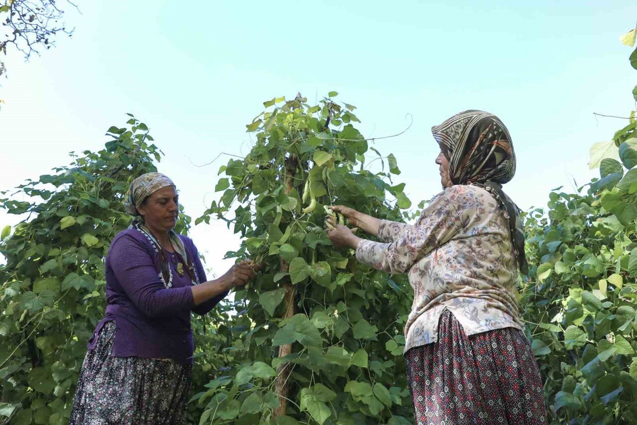 MERSİN BÜYÜKŞEHİR BELEDİYESİ, GÜLNAR’A ÖZGÜ LEKLEK FASULYESİ ÜRETİMİNİ ARTIRMAK İÇİN 15 ÜRETİCİYE...