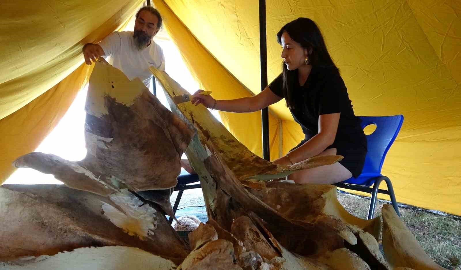 MERSİN’DE 4 YIL ÖNCE ÖLEN VE MÜZE BAHÇESİNE GÖMÜLEN 16 METRELİK FİN BALİNASININ ÇIKARILAN...