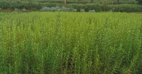 MUĞLA’DA ATIL ARAZİLER BİBERİYE İLE CANLANIYOR