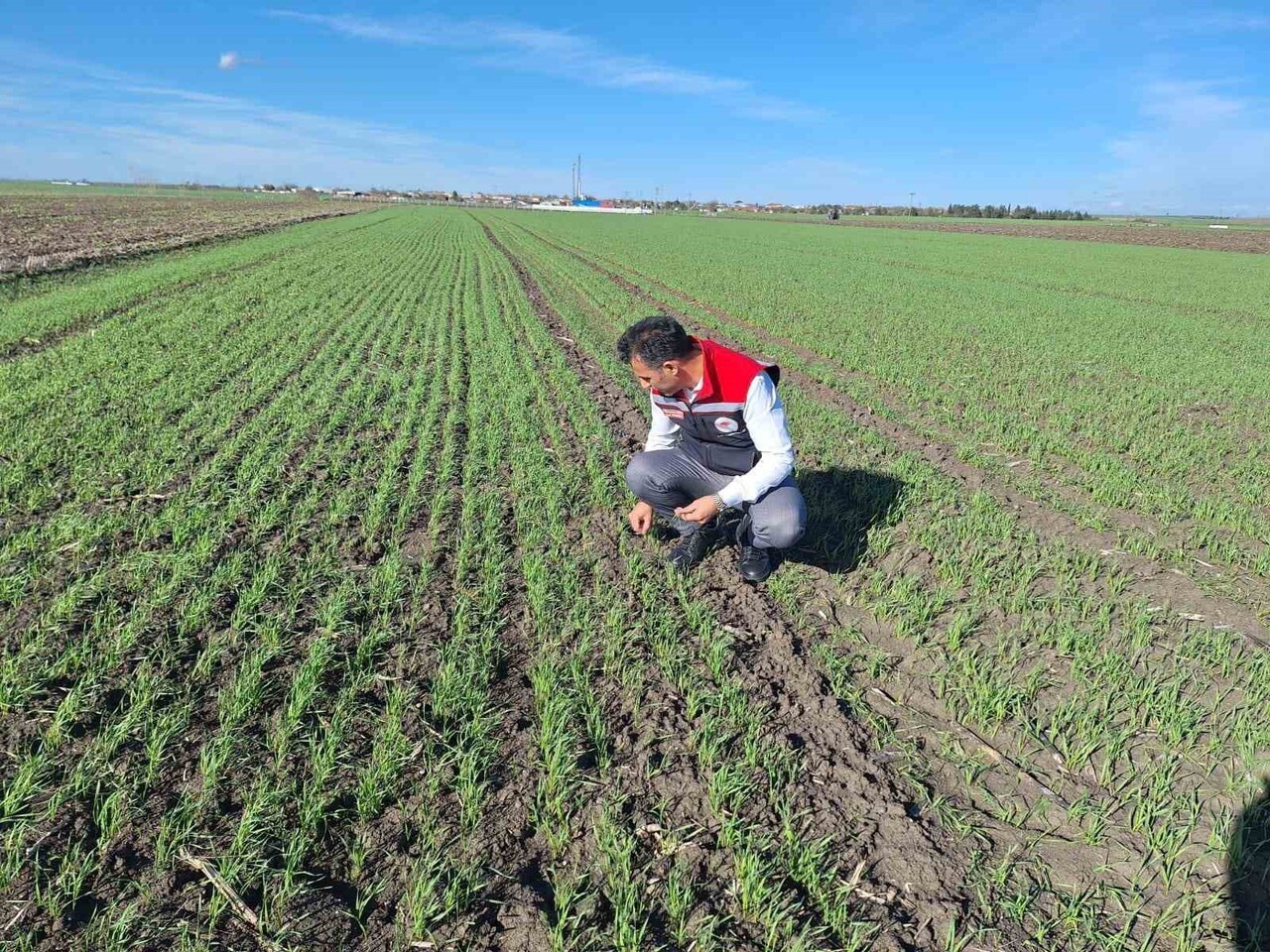 MURATLI İLÇE TARIM VE ORMAN MÜDÜRÜ SÜLEYMAN ASLAN, ZARARLIYI BİZZAT TARLALARDA GÖRDÜ VE UYARILARDA...