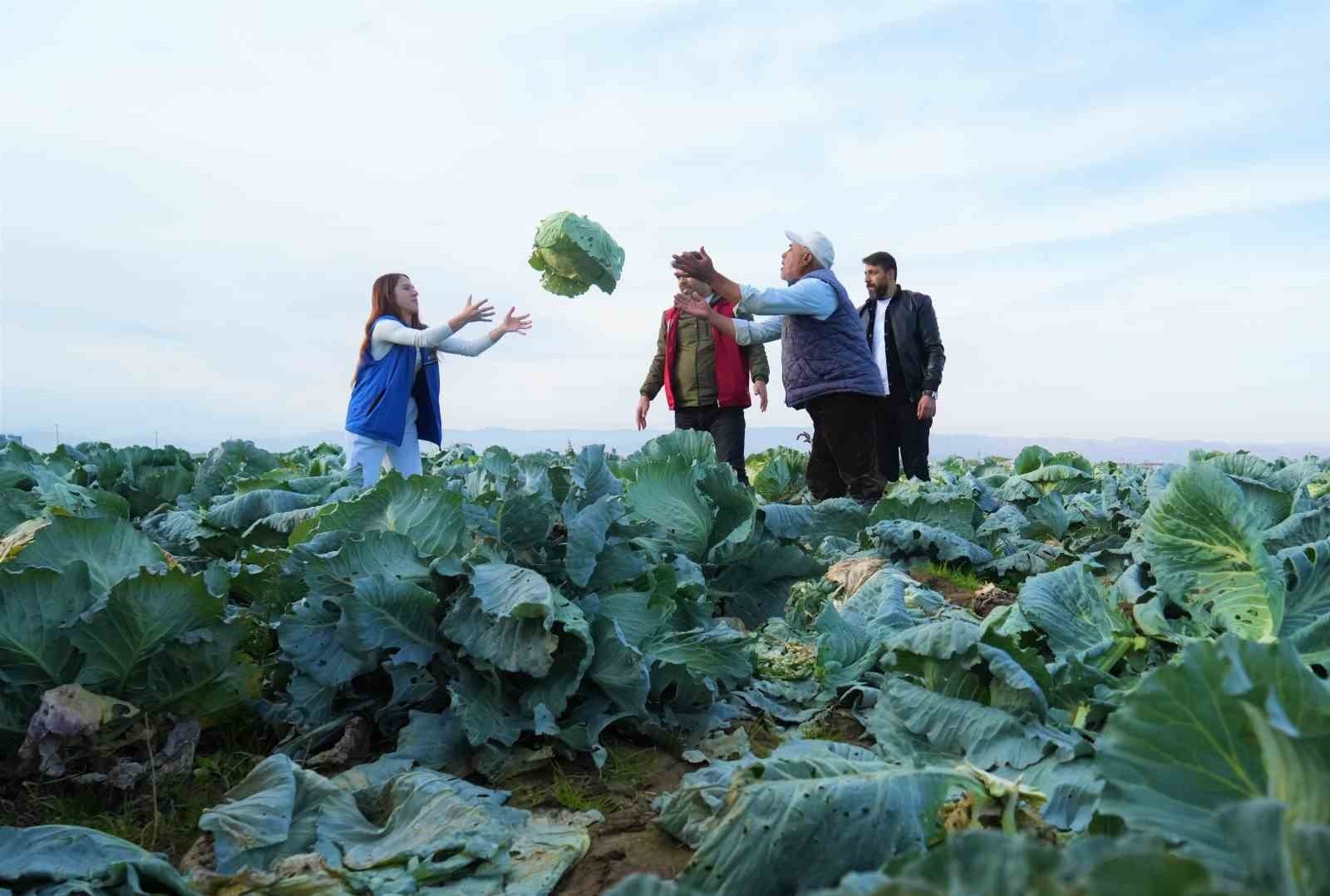 MUŞ OVASI'NDAKİ LAHANA HASADINA GENÇLİK MERKEZİ GÖNÜLLÜLERİ DE DESTEK VERDİ