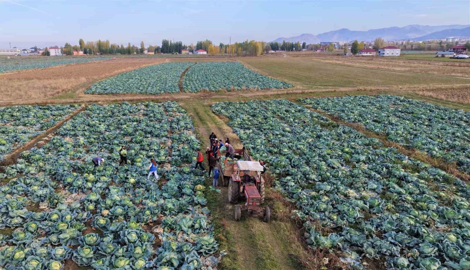 MUŞ OVASI'NDAKİ LAHANA HASADINA GENÇLİK MERKEZİ GÖNÜLLÜLERİ DE DESTEK VERDİ