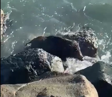 ORDU’NUN PERŞEMBE İLÇESİNDE DENİZE GİREN BİR YABAN DOMUZU, KIYIYA YAKIN BÖLGEDE VATANDAŞLAR...