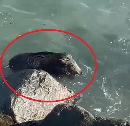 ORDU’NUN PERŞEMBE İLÇESİNDE DENİZE GİREN BİR YABAN DOMUZU, KIYIYA YAKIN BÖLGEDE VATANDAŞLAR...