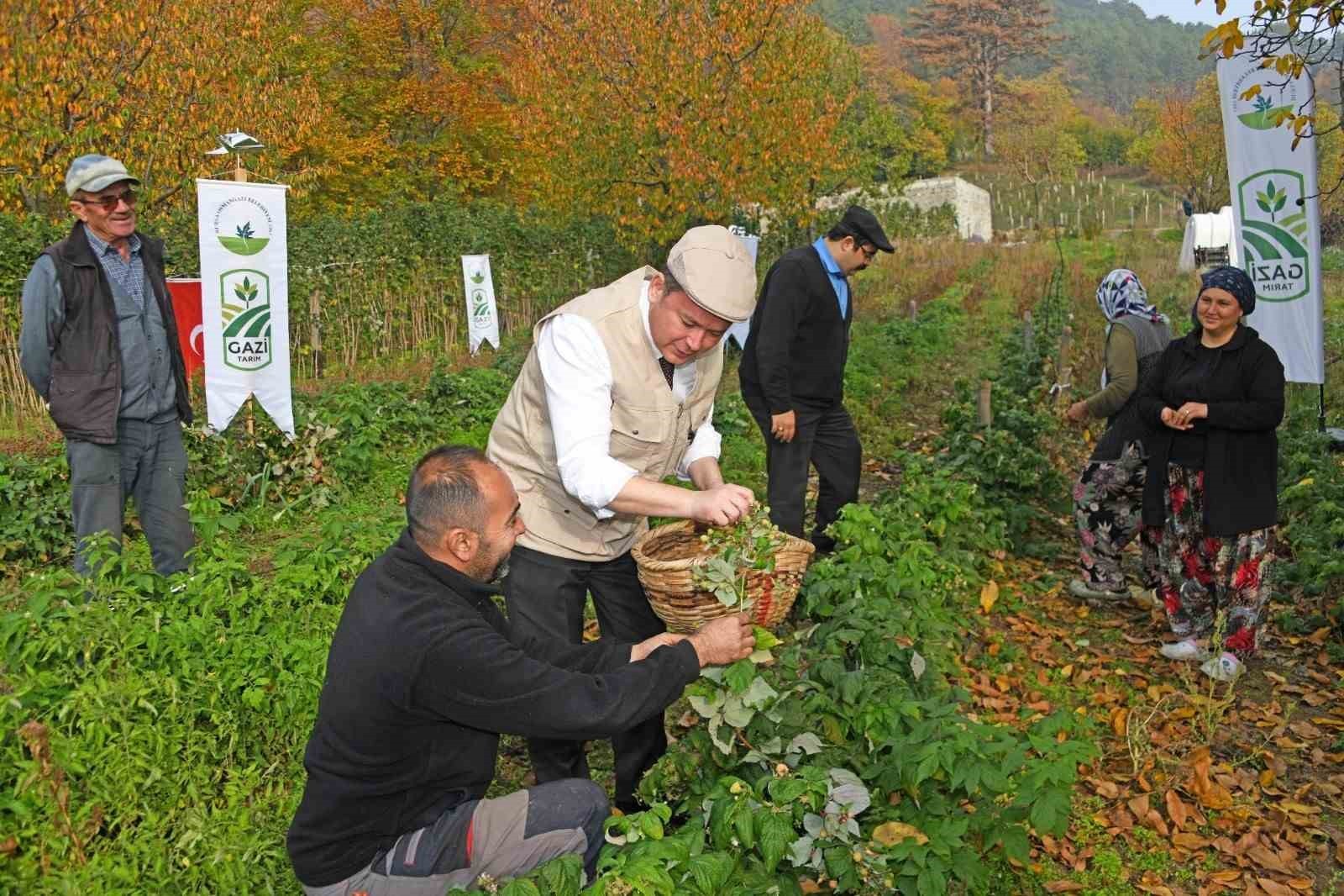 OSMANGAZİ BELEDİYESİ’NİN TARIMSAL KALKINMANIN DESTEKLENMESİ VE KENTİN ÜRETİM POTANSİYELİNİN...