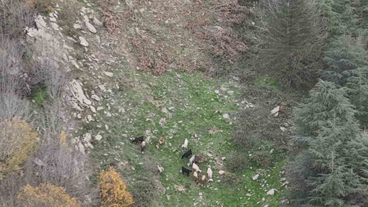 OSMANİYE KAYIP KOYUN