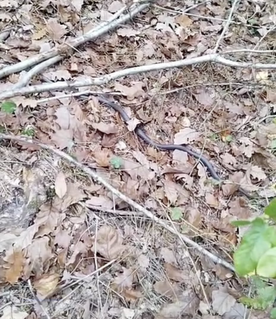 OTLARIN İÇİNDE YATAN YILAN