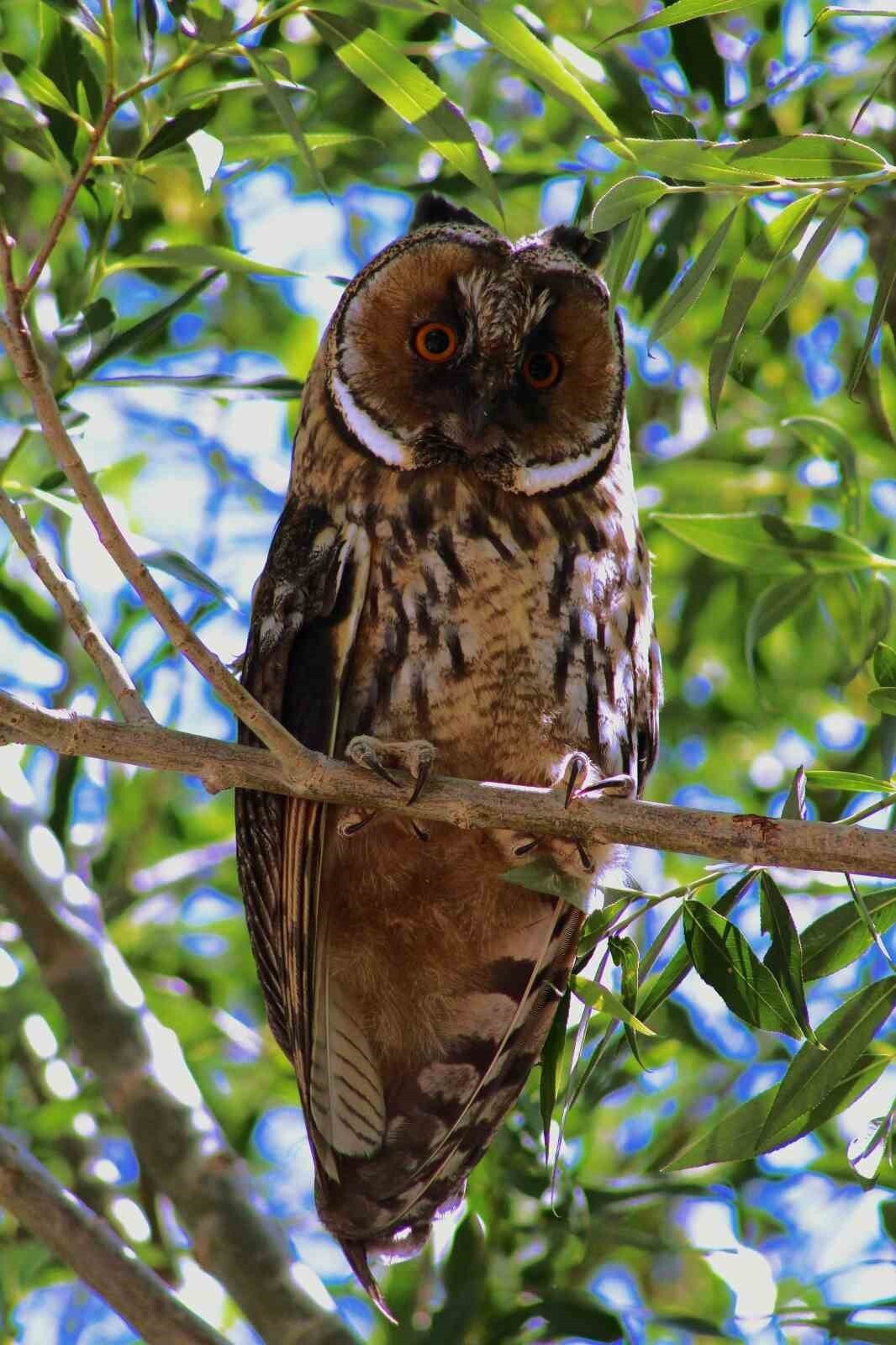 ÖZALP’TE KULAKLI ORMAN BAYKUŞU GÖRÜNTÜLEN