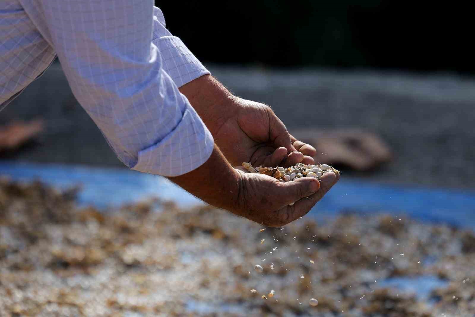 PROJE ÇERÇEVESİNDE LADİK’TE FAALİYET GÖSTEREN 70 ÇİFTÇİYE YÖREYE ÖZGÜ LADİK FASULYESİ TOHUMU...