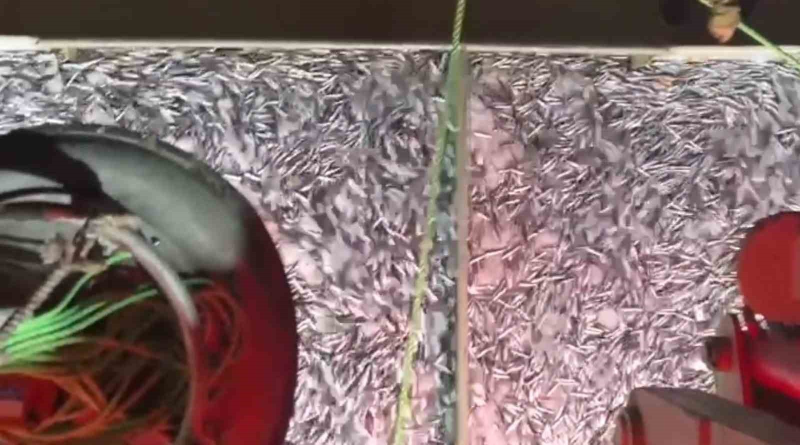 SABAHIN İLK IŞIKLARIYLA LİMAN ADETA BALIK PAZARINA DÖNERKEN, BALIKÇILAR BU SEZONKİ AVIN YÜZLERİNİ...