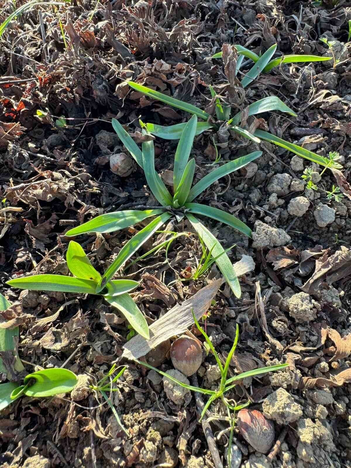 SAMSUN'UN ÇARŞAMBA İLÇESİNDE DOĞAL OLARAK YETİŞEN SALEP BİTKİSİNİN TESPİT ÇALIŞMALARI SÜRÜYOR....