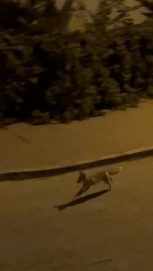 ŞANLIURFA'DA AÇ TİLKİ KENT MERKEZİNE İNDİ