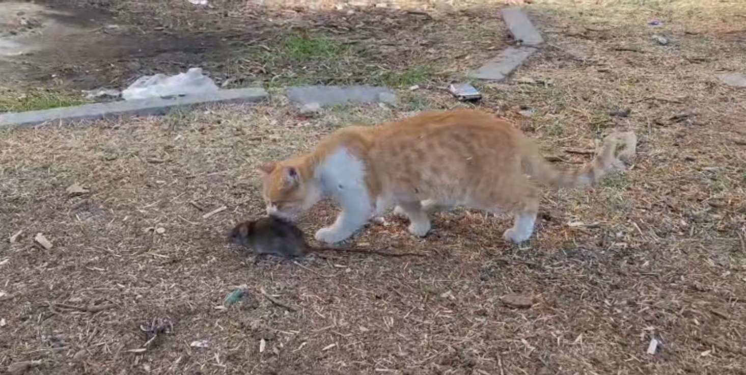 ŞANLIURFA'DA CEP TELEFONUYLA KAYDEDİLEN İLGİNÇ BİR GÖRÜNTÜ, İZLEYENLERİ HAYRETE ÇEVİRDİ....
