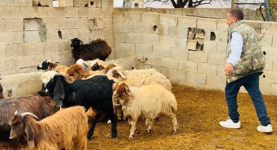 ŞANLIURFA'NIN CEYLANPINAR İLÇESİNDE AHIRA GİREN SAHİPSİZ KÖPEKLER, 5 KOYUNU TELEF ETTİ.