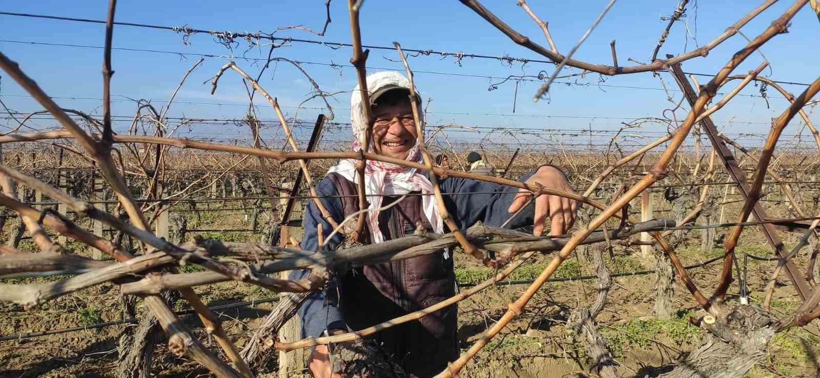 SARIGÖL’DE ÜZÜM BAĞLARINDA BUDAMA YAPACAK İŞÇİLERİN (BUDAKÇILARIN) YEVMİYELERİ BELLİ...