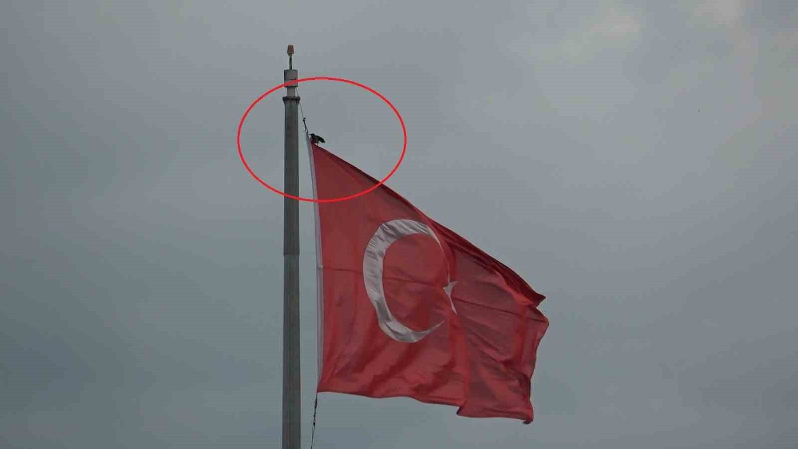 ŞİDDETLİ RÜZGÂRDA DALGALANAN TÜRK BAYRAĞINA KONMAKTA ISRAR EDEN KARGA İLGİNÇ GÖRÜNTÜLER...