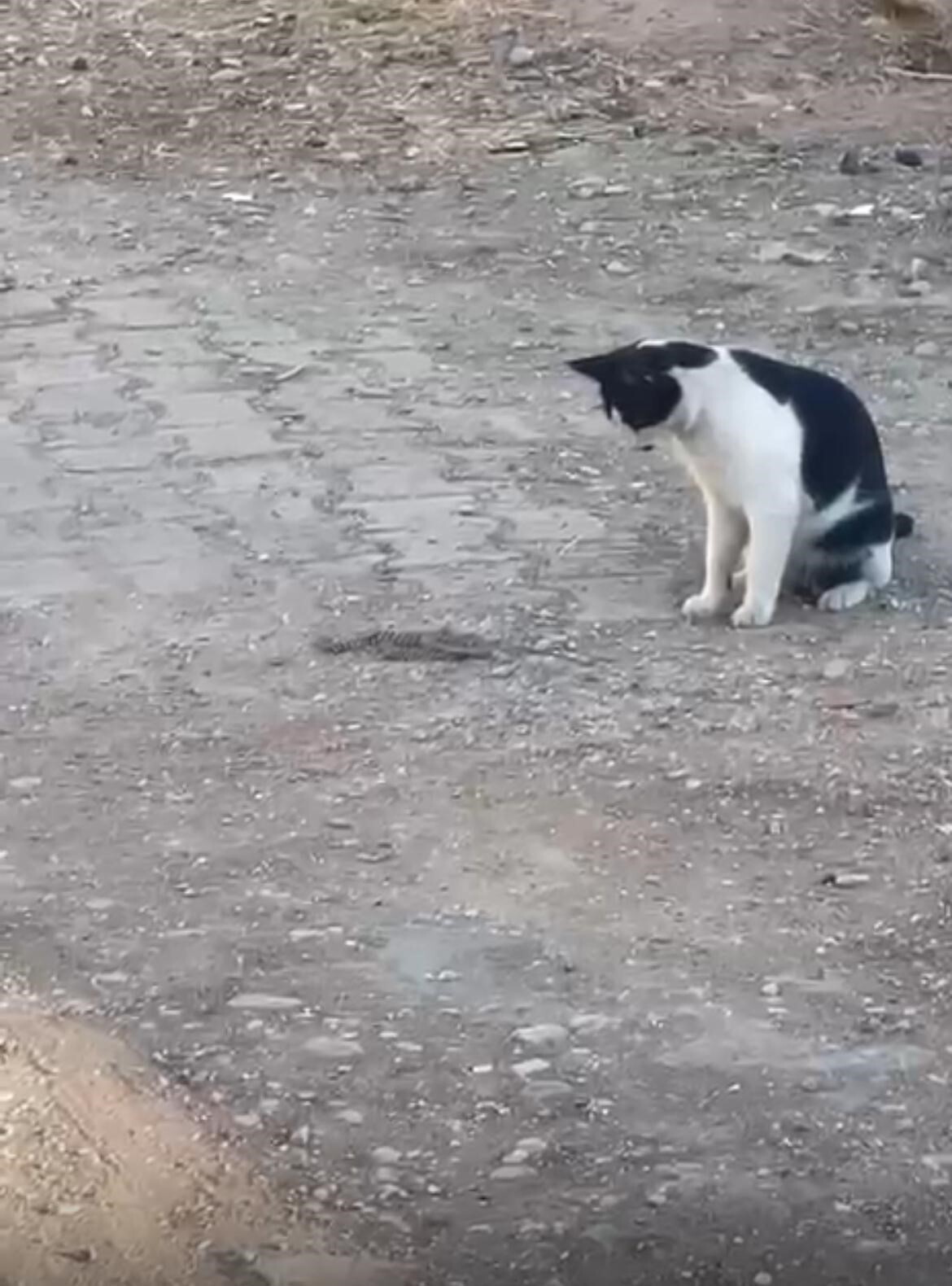 SİİRT'İN KURTALAN İLÇESİNDE KEDİ, FAREYLE OYNAR GİBİ YILANLA BİR SÜRE OYNADIKTAN SONRA, HAYVANI...