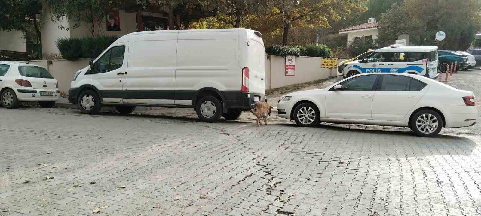 SİVAS’TA BAŞIBOŞ SOKAK KÖPEKLERİ, PARK HALİNDEKİ OTOMOBİLE ZARAR VERDİ. 108 BİN TL’LİK HASAR...