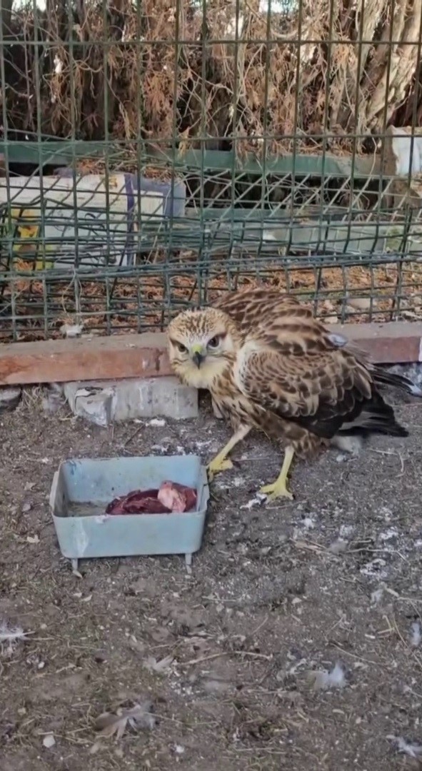 SİVAS’TA BİTKİN HALDE BULUNAN BİR ŞAHİN, DOĞA KORUMA VE MİLLİ PARKLAR MÜDÜRLÜĞÜ EKİPLERİ...