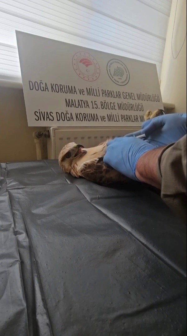 SİVAS’TA BİTKİN HALDE BULUNAN BİR ŞAHİN, DOĞA KORUMA VE MİLLİ PARKLAR MÜDÜRLÜĞÜ EKİPLERİ...