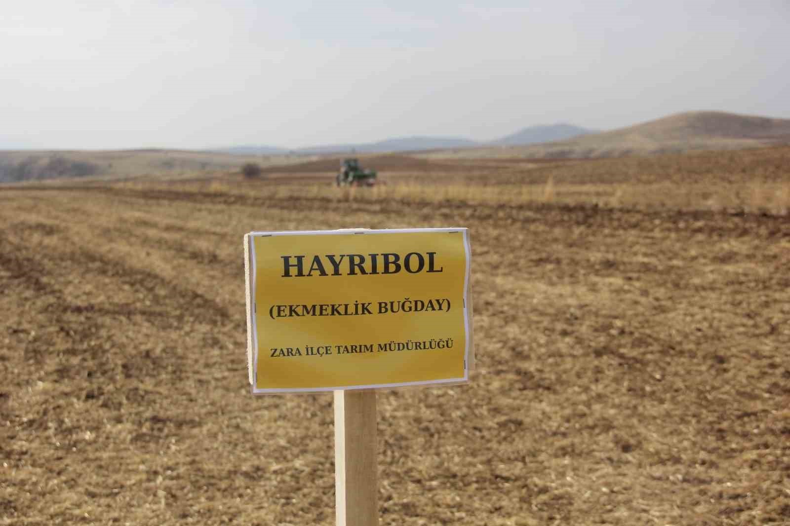 SİVAS’TA KAMU-ÜNİVERSİTE İŞBİRLİĞİ ÇERÇEVESİNDE 5 FARKLI EKMEKLİK BUĞDAY TOHUMU, İLK KEZ TOPRAKLA...