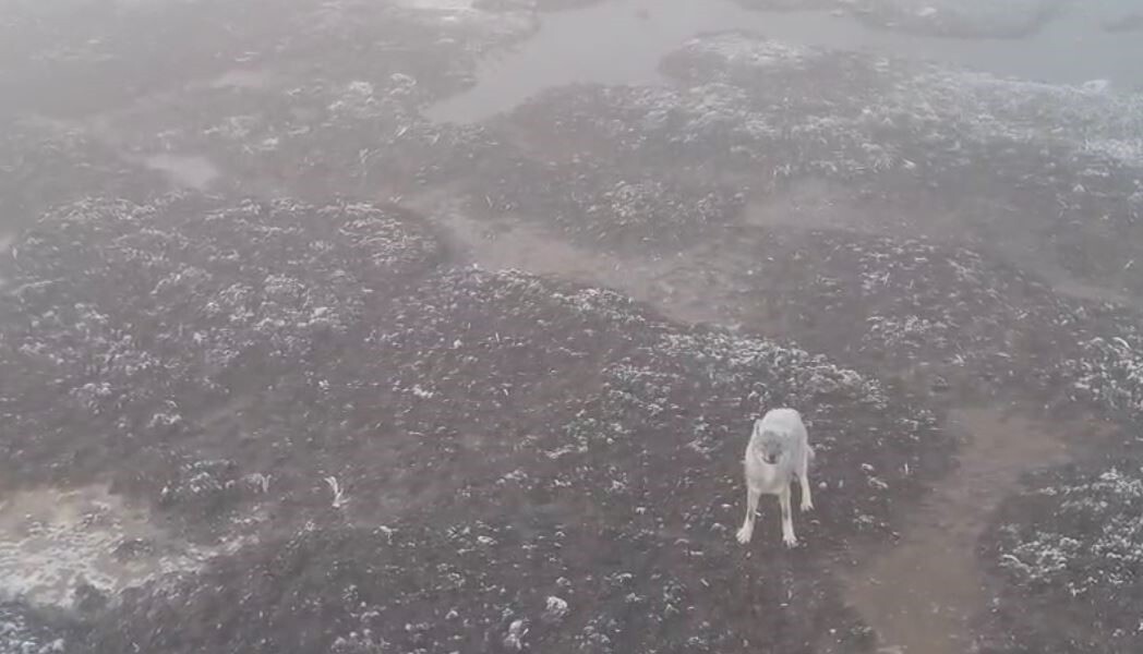 SON DÖNEMLERDE FARKLI BÖLGELERDE KURTLARIN YERLEŞİM YERLERİNE YAKLAŞMASINDAN DOLAYI İNSANLARDA...