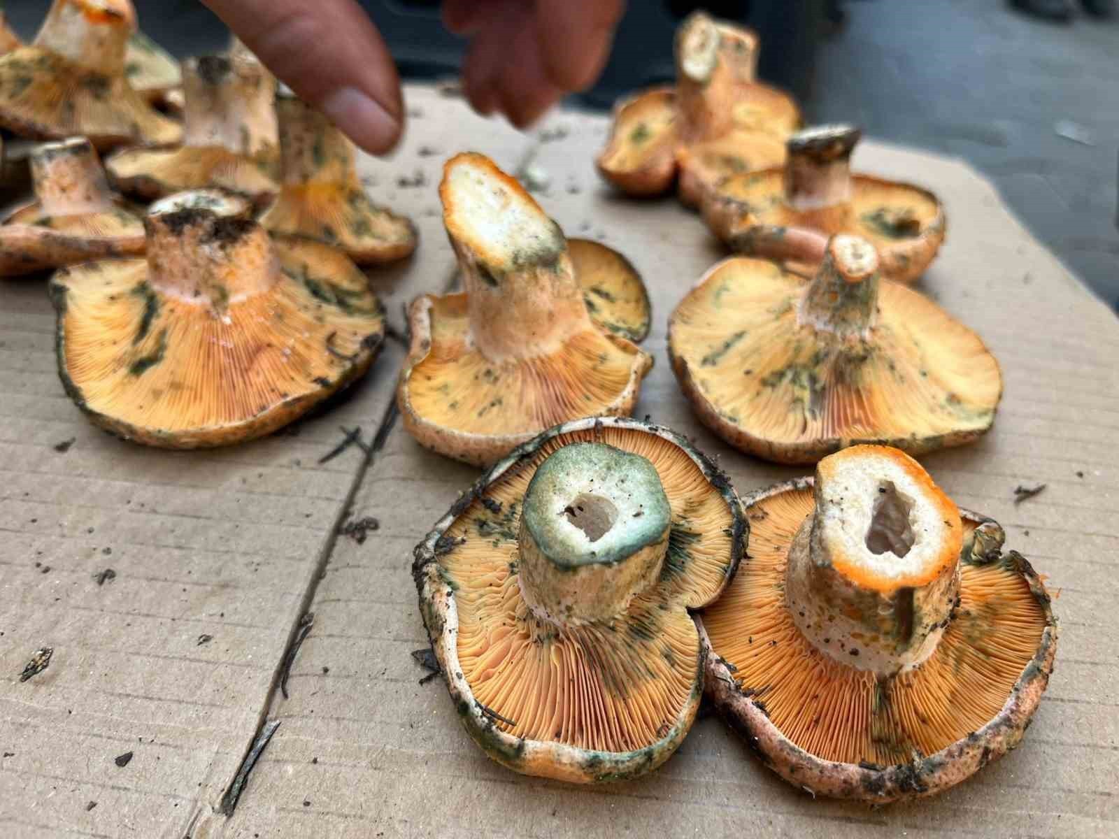 SON YAĞIŞLARIN ARDINDAN AYDINLI VATANDAŞLARIN SABIRSIZLIKLA BEKLEDİĞİ ÇINTAR MANTARI PAZARLARDA...