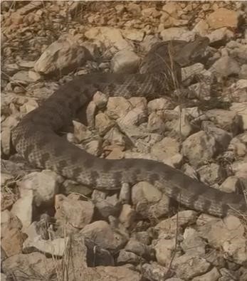 TEK ISIRIĞI BİR İNSANI ÖLDÜRMEYE YETEN DEV ENGEREK YILANI GÖRÜNTÜLENDİ