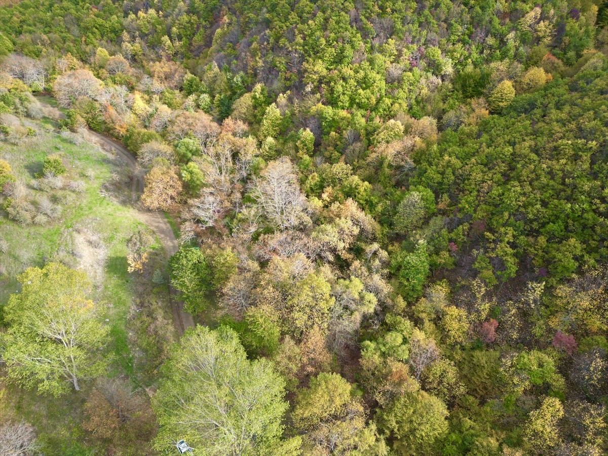 Tekirdağ'da Ganos Dağı eteklerinde sonbahar renklerine bürünen ormanlar, doğada huzurlu vakit...