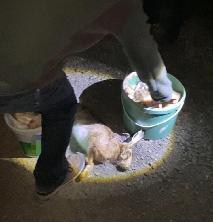 TEKİRDAĞ’IN HAYRABOLU İLÇESİNDE GECE IŞIKLA TAVŞAN AVI YAPTIĞI BELİRLENEN DÖRT KİŞİYE İŞLEM...