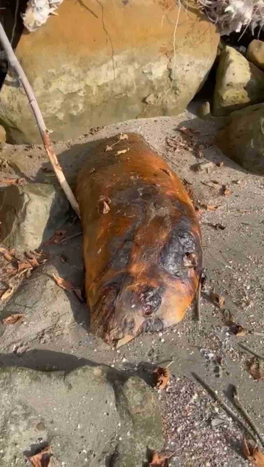 TEKİRDAĞ’IN SÜLEYMANPAŞA İLÇESİ BEYAZKÖY SAHİLİNDE KIYIYA VURAN VE ÇÜRÜMEYE BAŞLAYAN DENİZ CANLISI...