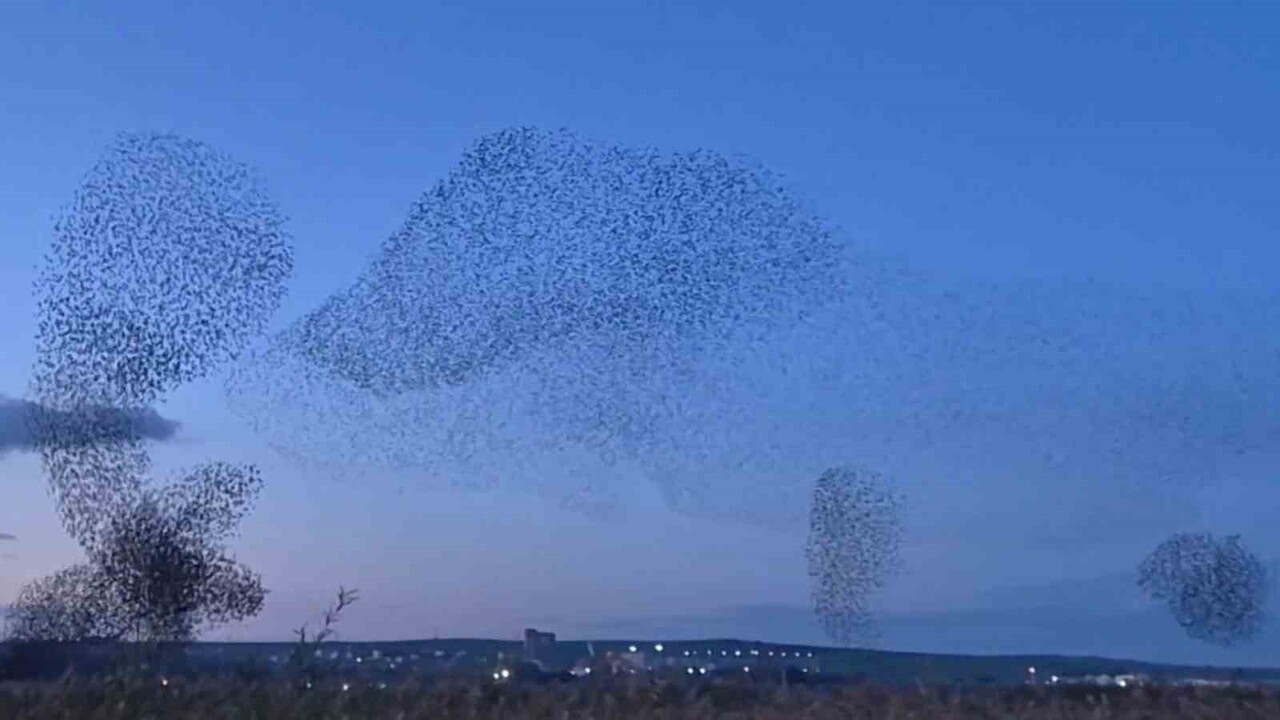 TEKİRDAĞ SÜLEYMANPAŞA’DA AKŞAM SAATLERİNDE YÜZ BİNLERCE SIĞIRCIĞIN GÖKYÜZÜNDE OLUŞTURDUĞU...